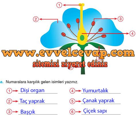 S N F Fen Bilimleri Ayd N Yay Nlar Ders Kitab Cevaplar Sayfa