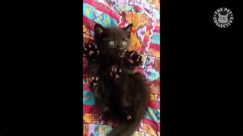 17 Funny Kitten Videos Compilation