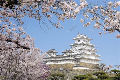 姫路城 桜 写真 アールクリエーション