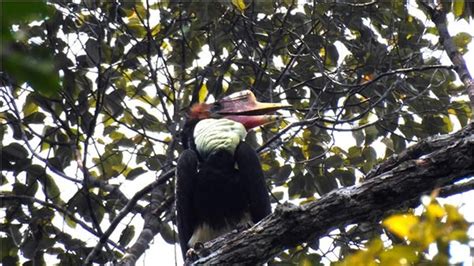 6 Fakta Menarik Melawi Habitat Burung Enggang Gading Nan Langka