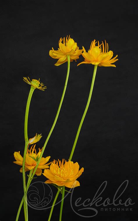 Купальница китайская (Trollius chinеnsis) - Купальница китайская ...