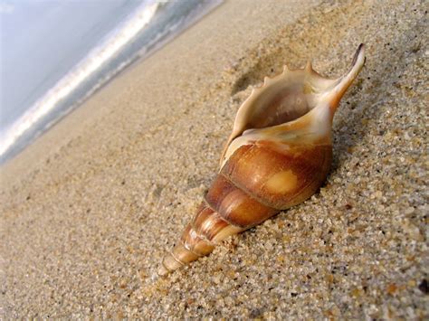 Le Conchiglie Marine Tutte Le Specie Caratteristiche E CuriositÀ