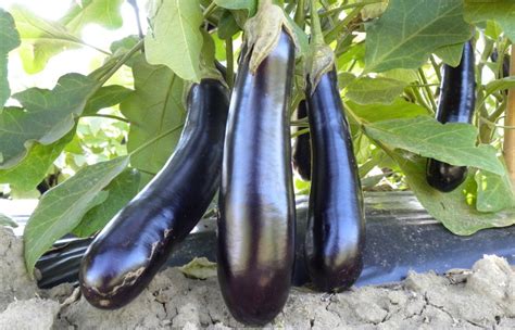 Черная бактериальная пятнистость баклажан, чем лечить