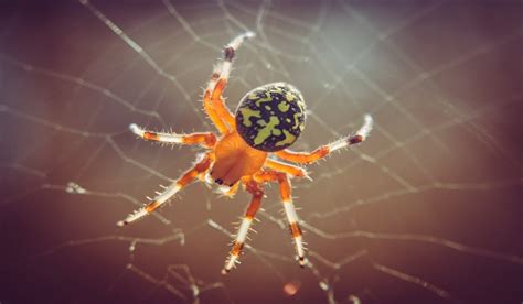 Spiritual Meaning Of Spiders In Dreams Learn Here