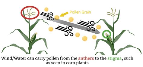 Wind Pollination – The College of Wooster Pollinator Plots