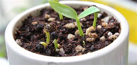 How to Grow Spinach Indoors Under Lights In Pots (Step By Step Guide)