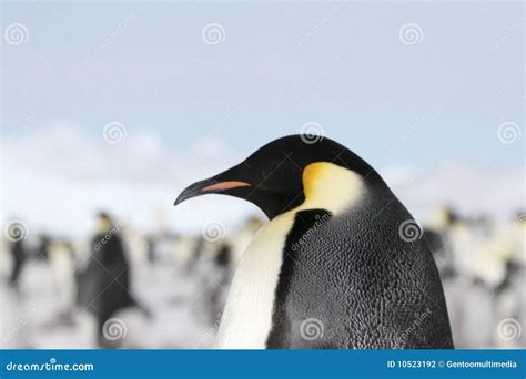 Emperor Penguin (Aptenodytes Forsteri) Stock Photography - Image: 10523192