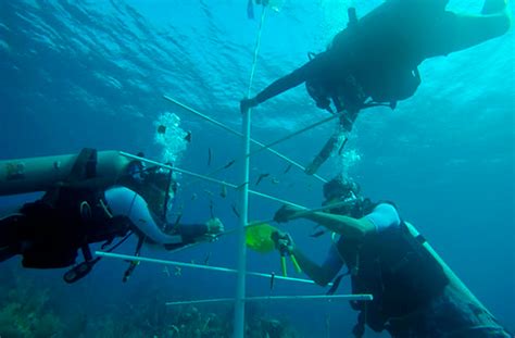 Conservación y Restauración de Hábitats Centro de Estudios Marinos