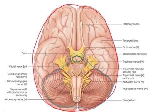 OPT 113 Cranial Nerves Flashcards Quizlet