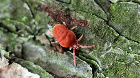 Why Are Tiny Red Clover Mites Coming In My House? - A.N.T Pest Control