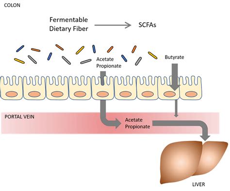 SCFAs Part 1 A Brief Introduction To Short Chain Fatty Acids Lucy