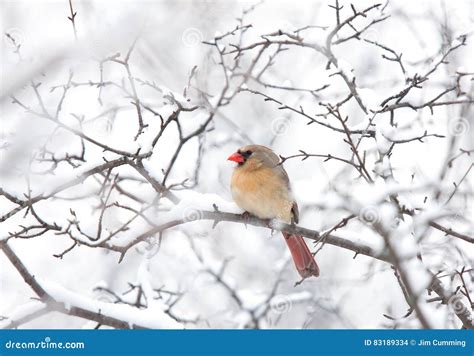 Northern Cardinal Female Perched on a Branch in Winter Snowfall Stock ...