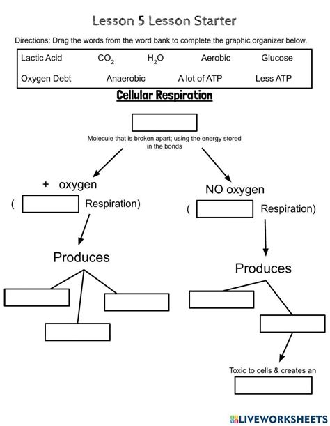 Cellular Respiration Interactive Worksheet Live Worksheets