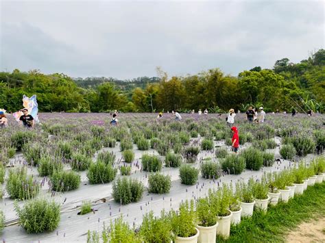 【苗栗頭屋景點】葛瑞絲香草田｜全台最大薰衣草花海，浪漫約會、網美打卡、免門票！