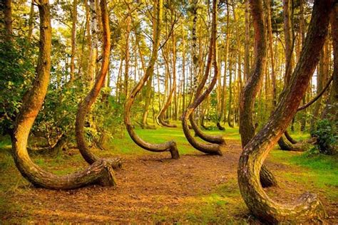 Top 10 Most amazing trees in the world - Depth World