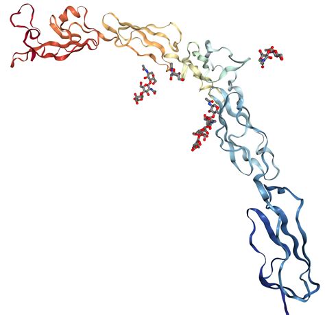 Apolipoprotein H Protein Overview | Sino Biological