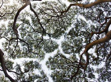 What Plants Live in the Canopy Layer? | Sciencing