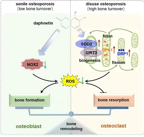 Antioxidants Free Full Text Daphnetin Alleviates Senile And Disuse