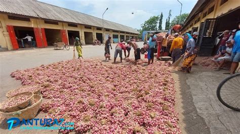 Tinggal 15 Petani Tanam Stok Kurang Bawang Merah Naik PANTURA7