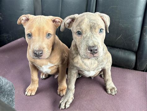 Dogs Coming Soon – Saved By Fate Dog Rescue