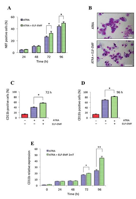 Contribution Of Elf Emf Exposure To Atra Mediated Nb4 Differentiation