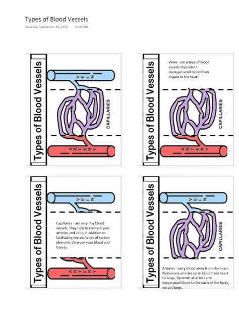 Types of Blood Vessels | PDF