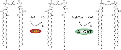 Figure 2 From Emerging Roles Of Cardiolipin Remodeling In Mitochondrial