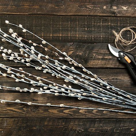 Pussy Willow Branch Etsy