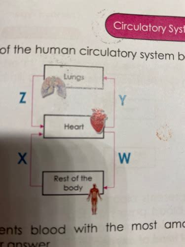 P5 Circulatory System Flashcards Quizlet