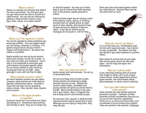 Can You Get Sick From Touching Dead Animals