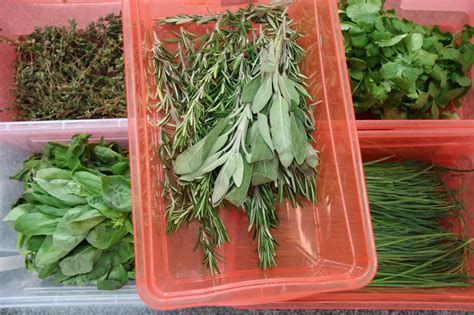 Применение специй в кулинарии, пряные травы в кулинарии