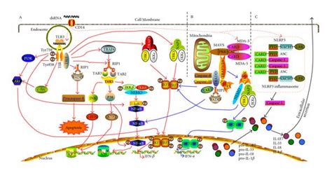 Dsrna Induced Signal Pathways A Dsrna Signaling Through Tlr Dsrna