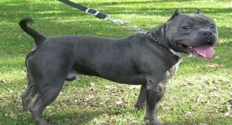 Blue American Bully: A Detailed Guide