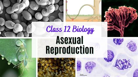 Ncert Biology Class 12 Chapter 1 Part 1 Reproduction In