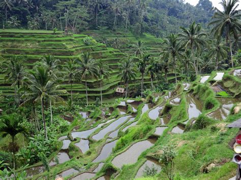 Gambar : pemandangan, bunga, lembah, hijau, rimba, botani, pertanian ...
