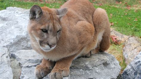 Police Issue Warning After Cougar Spotted In James Bay Ctv News