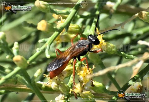 Ashmeads Digger Wasp