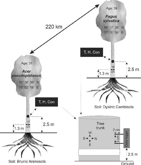 Characteristics of the examined trees. T, H, and Con in the graph mean ... 