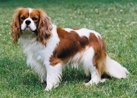 Cavalier King Charles Spaniel | Cavalier King characteristic ...