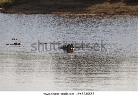 35,000 Hippo Out Of Water Images, Stock Photos & Vectors | Shutterstock