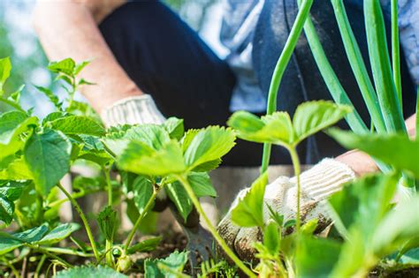 Petani Merawat Tanaman Di Kebun Sayur Di Pertanian Konsep Berkebun Dan ...