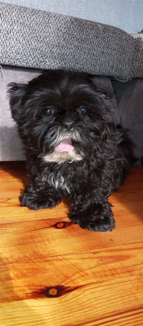 Shih Tzu Suczka Z Rodowodem Brzeziny OLX Pl