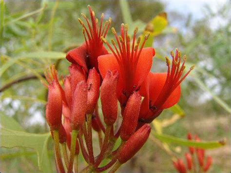 Bats Wing Coral Tree Erythrina Vespertilio Colin Leel February