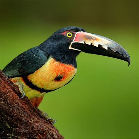 Top 10 Rarest Pet Birds - Meet The Most Exotic Avian Creatures