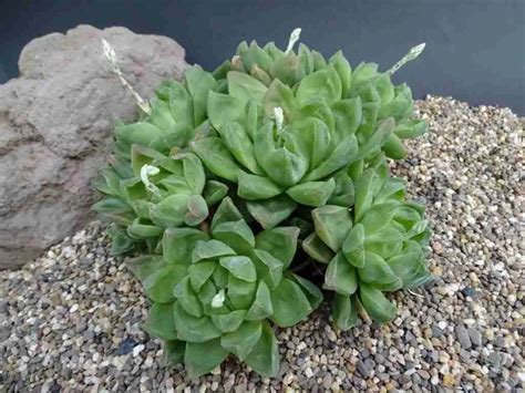 Haworthia Cymbiformis Mundo De Las Suculentas 2025