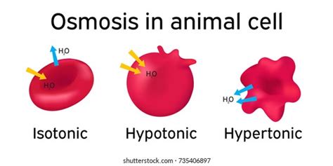 Isotonic Animal Cell