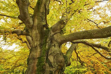 How To Grow European Beech In A Home Garden