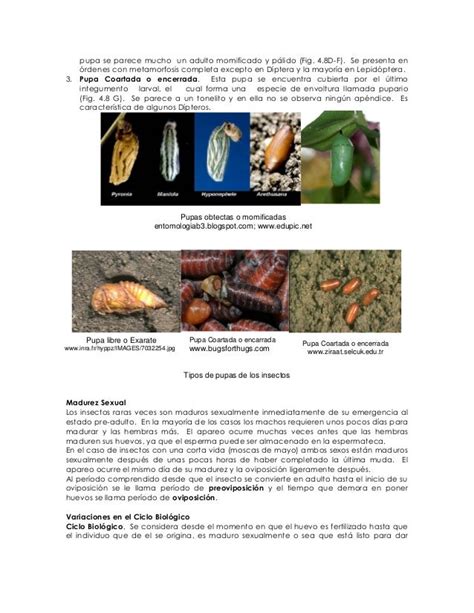 Metamorfosis De Los Insectos