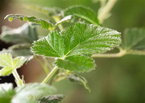 Rubus Fruticosus Loch Ness Fruchtbengel Brombeere Loch Ness S