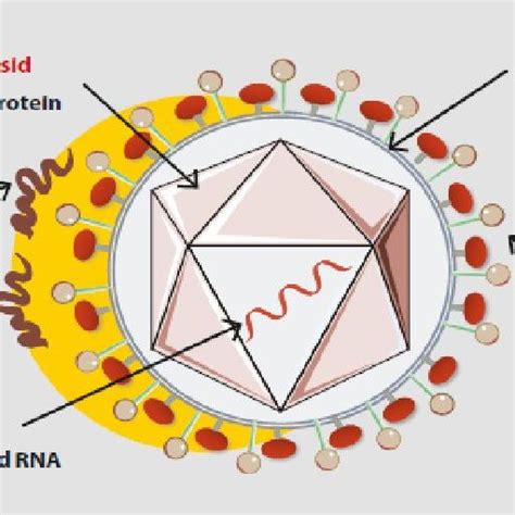 The structure of the hepatitis C virus lipoviro-particle. E, envelope ...